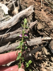 Scutellaria humilis