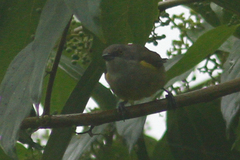 Dacnis lineata