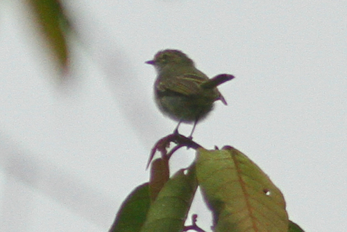 Choco Tyrannulet (Zimmerius albigularis)