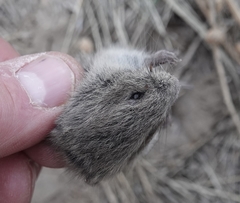 Microtus ochrogaster