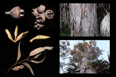 Eucalyptus resinifera