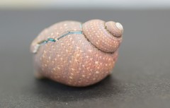 Phasianellidae
