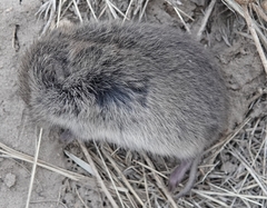 Microtus ochrogaster