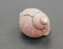 Phasianellidae
