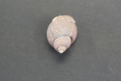 Phasianellidae