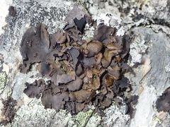 Umbilicaria polyphylla