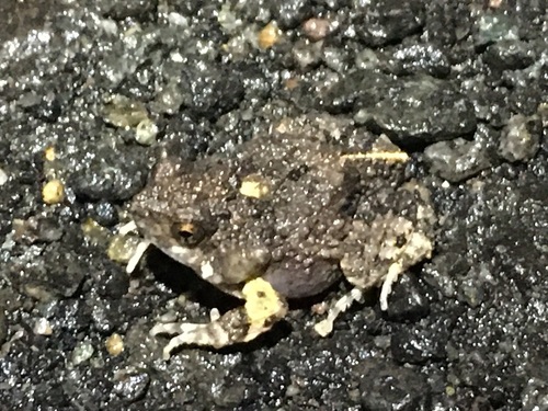 Túngara Frog