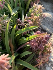 Ledebouria leptophylla