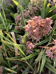 Ledebouria leptophylla