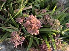Ledebouria leptophylla