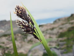 Carex parviflora