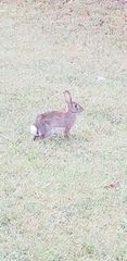 Sylvilagus floridanus