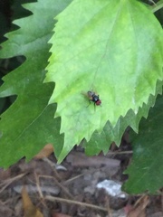 Hydrotaea chalcogaster