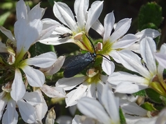 Turneriprocris dolens