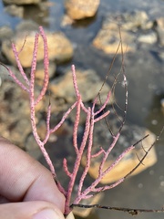 Pseudopterogorgia