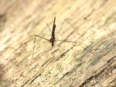Neolimonia rara