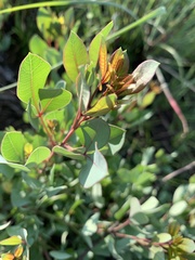Searsia zeyheri