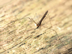 Neolimonia rara