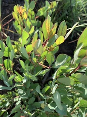 Searsia zeyheri