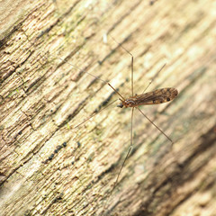 Neolimonia rara