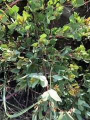Searsia zeyheri