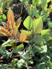 Searsia zeyheri