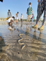 Hydrophis schistosus