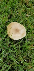 Agaricales
