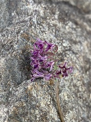 Ledebouria leptophylla