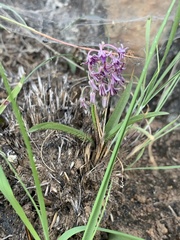 Ledebouria leptophylla