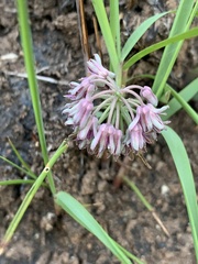 Ledebouria leptophylla