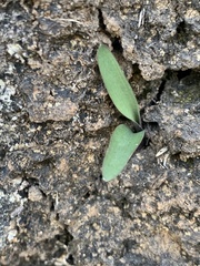 Ledebouria leptophylla