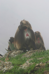 Theropithecus gelada