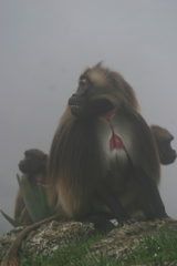 Theropithecus gelada