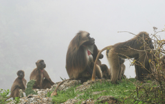 Theropithecus gelada