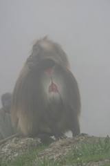 Theropithecus gelada