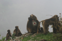 Theropithecus gelada