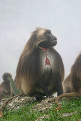 Theropithecus gelada