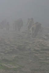 Theropithecus gelada