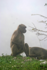 Theropithecus gelada