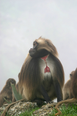 Theropithecus gelada
