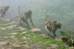 Theropithecus gelada