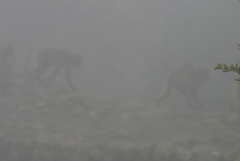 Theropithecus gelada