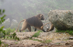 Theropithecus gelada