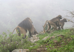 Theropithecus gelada