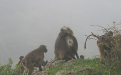 Theropithecus gelada