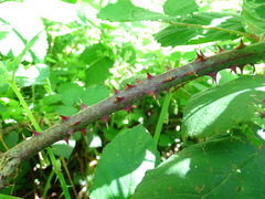 Rubus rubritinctus