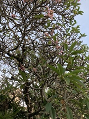 Plumeria