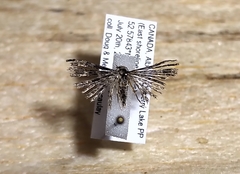 Alucita adriendenisi