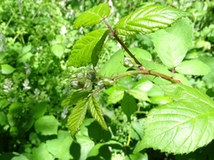Rubus rubritinctus